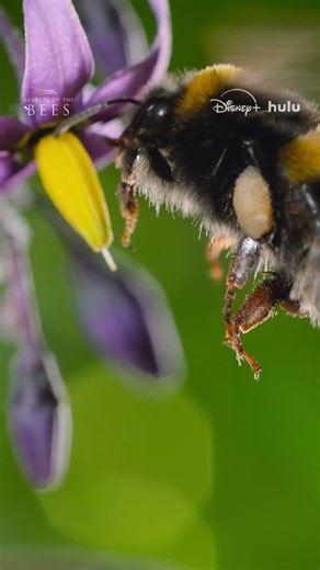 No pollen is out of reach for the buff-tailed bumblebee #SecretsOfTheBees