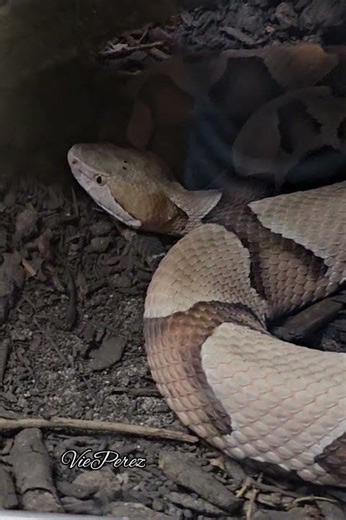 Reticulated Python Close Encounter