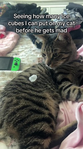 How Many Ice Cubes Can You Put on a Cat?