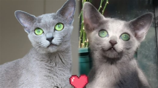 俄蓝基因大揭秘！你觉得小俄蓝长大更像谁？