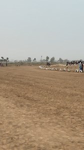 Hadejia horse racing 🏇 | Okashat Musa Ado