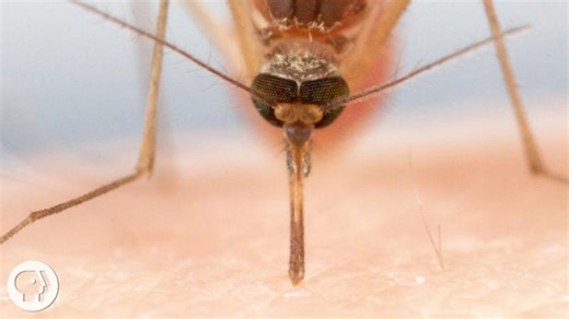 How Mosquitoes Use Six Needles to Suck Your Blood | Deep Look | Kibrom T. Sibhatu, Ph.D.