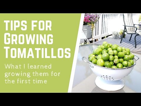 Tips for Growing Tomatillos - What I learned growing them for the first time