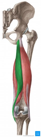 Semitendinosus muscle