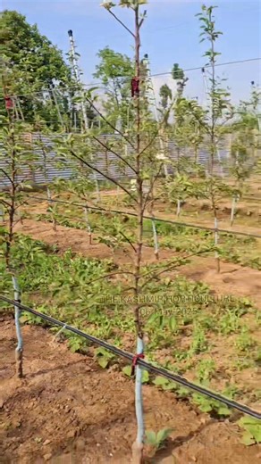 Our fundamental principle is to provide reliability with Quality plants and best management guide. ! For any query WhatsApp here 084910 82667 ! #Sàĥìɓ_ìmŕàn | The Kashmir horticulture