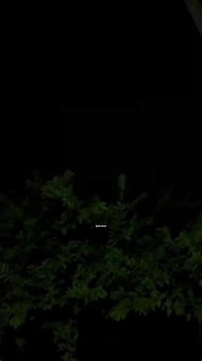 🥀BusY BEe🦋 (@busy__bee)’s videos with original sound - 🥀BusY BEe🦋