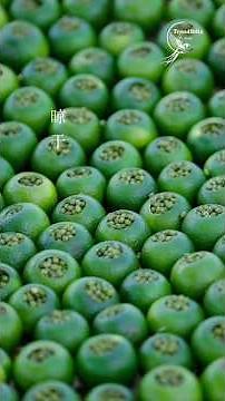 900-Year-Old Oriental Delicacy | Green Tangerine & Kudzu Root Traditional Heritage Cuisine