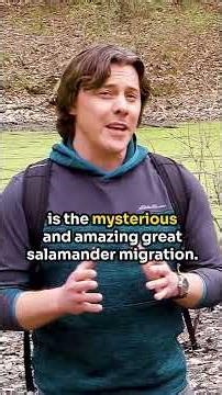 The Secret Life of the Spotted Salamander #salamander #spring #migration #wetlands #amphibians