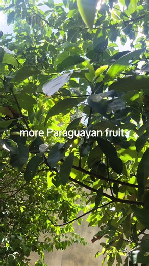 @McLaren fresh papayas #paraguay #py #fruits