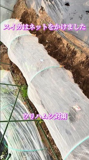 スイカの防虫ネット設置｜ウリハムシ対策の基本ポイント