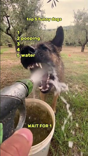 Top 5 Funniest Dogs That Will Make You Laugh Out Loud! 🐶😂