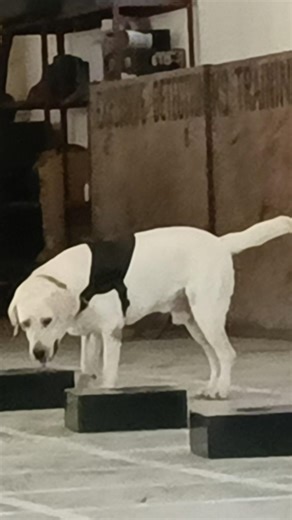 police doge center india 👉🐕‍🦺#viral_video #armydog #dog #k9master #shortvideo #pets #labrador