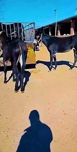 Donkey farm, daily donkey feeding
