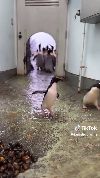 Emperor Penguin Sounds and Adorable Moments