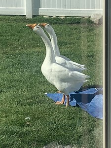 Male and Female White Chinese Goose?