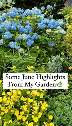 Gardening is my passion, as it is for many of you out there. I plan, swoon, obsess, puzzle, wander, wonder, analyze, revel and curse. I love every minute of it and am so fortunate to be able to do it. Thanks for being here on this gardening journey with me. 💚👩‍🌾 If you’re interested in seeing more of my garden (in the Boston area) you can check out the playlist on that. #youcandoitgardening #gardening #gardeninglife #gardentour | You Can Do It Gardening