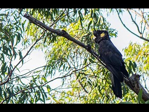 YELLOW-TAILED BLACK COCKATOO | Song and Calls HQ