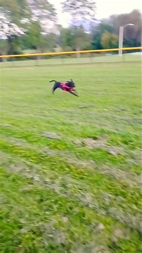 runaway! #furry #fart #smalljump #funny #therian #dog