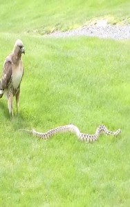 Hawks Vs Snake | Hugh Best