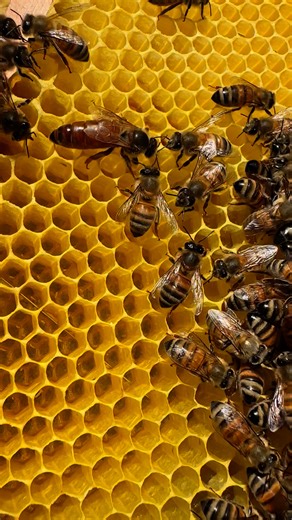 Queen bee , local genetics 🐝😍 #queenbee #beekeeping #naturephotography #nature #bees #naturelovers | Stanley’s bees