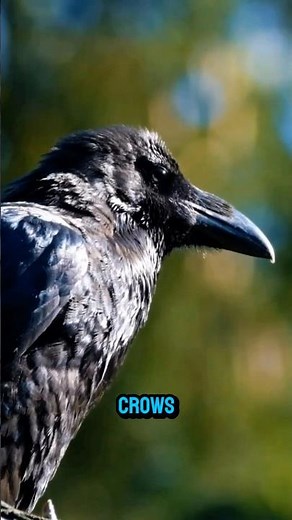 The Most Intelligent Animals on Earth 🧠