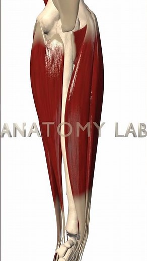 Forearm 3d Anatomy