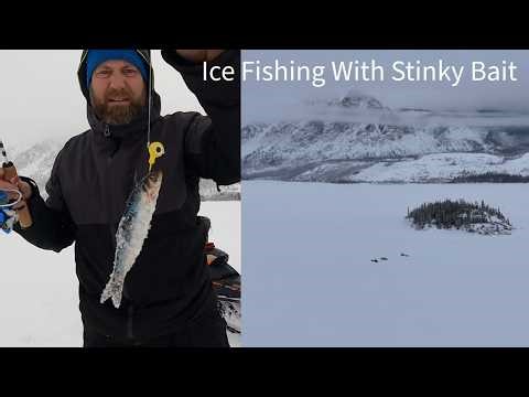 Ice Fishing for Lake Trout on Windy Arm