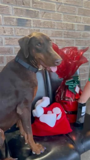 2.2K views · 117 reactions | The rescue dogs like Anabelle love the treat baskets that were sent to us. Thank you Iris Haines and Patricia Currie. ❤️ We can’t thank you all enough for the continued support to the rescue. ❤️ | Doberman Rescue of North Texas | Facebook