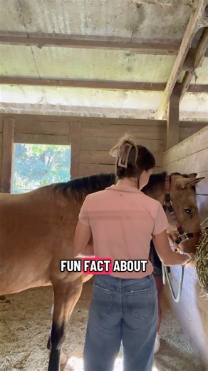 Mare Fun Fact! #horse