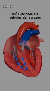 🫀Las válvulas del corazón controlan el paso de la sangre en cada latido. 🔴Son fundamentales para el buen funcionamiento del corazón. De lo contrario, el corazón se sobrecargaría y podría llegar a fallar. 🚨Por eso, las valvulopatías afectan a las válvulas del corazón impidiendo su correcta apertura o cierra. Consulta a tu médico si sientes fatiga, falta de aire o palpitaciones. #VálvulasDelCorazón #saludcardiovascular #corazónsaludable | Fundacion Española del Corazón