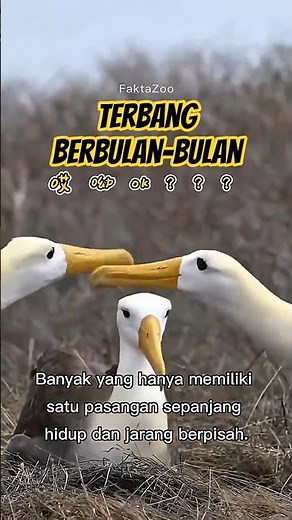 The Eternal Loyalty of the Wandering Albatross" 🕊️🌊 #animalfacts #unique facts
