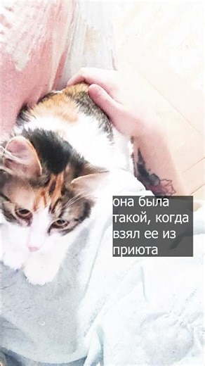 Как она выросла #песня #рекомендации#тикток #тренд #липсинг #lyricsics #music #song #реки #dance