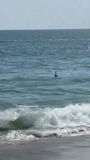 Pelicans are the “swans of the sea” to me. 🌊 | Victoria Principal