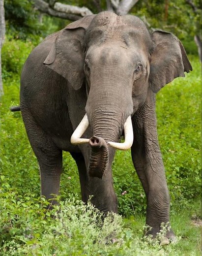 Asian Elephant Sound Effects 🐘 🔊