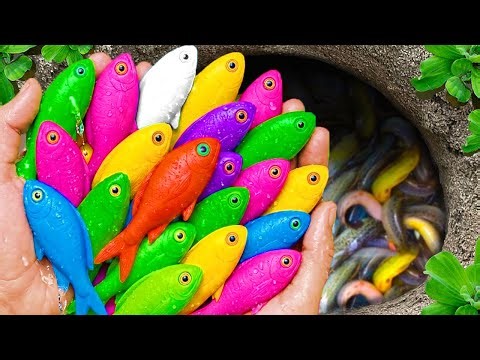 The incredible catch colorful aquarium fish in small pond baby turtle, pencil fish, guppy blue, eel.