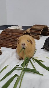 Do note that sometime your guinea pigs will stop working and you will need to reboot them 😆 (Video credit to Instagram page hughug_a_guineapig: www.instagram.com/hughug_a_guineapig) | Guinea Pig Zone