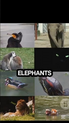 10 Smartest Animals in the World 🧠 | Mind-Blowing Animal Intelligence You Didn’t Know!”