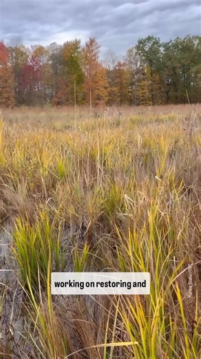Why and how do we treat invasive species in wetlands? 💡 🌱 A major invasive found in the Cuyahoga Valley National Park (CVNP) wetlands is phragmites—one of the most prominent wetland invasive species in Northeast Ohio. ❌ Left untreated, invasive species will take over wetlands by draining most of the water and outcompeting native wetland plants. 🐸 Treating these invasive species also improves habitat, which can increase wildlife in the area. 🤝 This 600-acre wetland project in the Lower Cuyaho