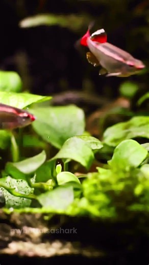 Mountain Minnows enjoying Anubias
