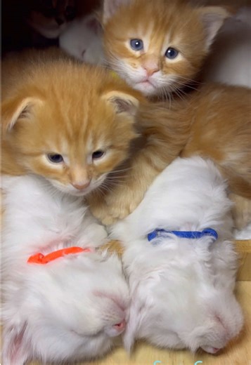 Discover Salty Coons: The Adorable Maine Coon Kittens