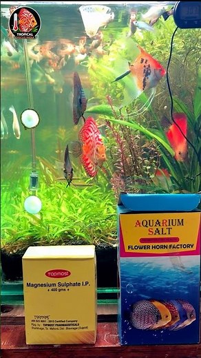 STOP! 😳 Aquarium Salt vs Epsom Salt | Most Fish Keepers Get This Wrong #shorts #plantedtank