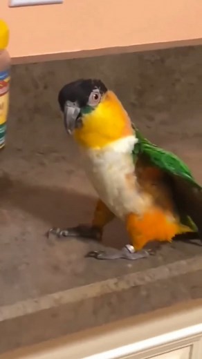 Yoyo Yoyo on Instagram: "Funny Dancing Animals Compilation #reelsinstagram #reelsvideo #funnyclips #funnyanimals #funny #animaldancer #animalslover #animaldancing #cat #dogdance #parrotsdancing #Parrots #ducken #ducken #cats #dogviral #cat"