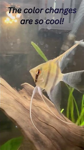 Veil Tail Angel fish that changes colors!