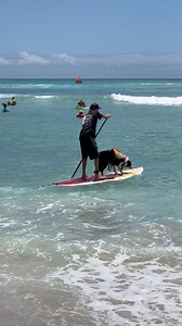 Hawaii, Waikiki Beach. Honolulu 😍🌴 #hawaii #waikikibeach #paradise #oahu #surfing #surf #dogs #surfingdog #beaches | Dorota Biendarra