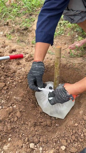 Farm Hack: Using Plastic Bags to Help Plants Root