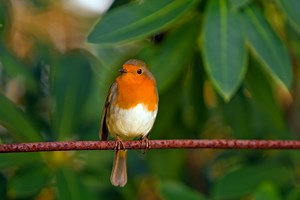 The Spiritual Meaning of Robins: Robin Symbolism, Dream Meaning & More - Spirit of Sapphire