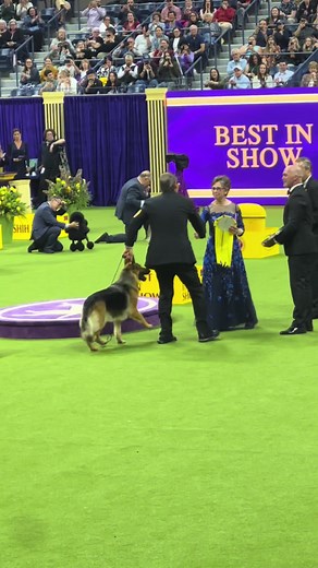 Reserve Best in Show goes to the German Shepherd 💛💜#germanshepherd #wkc #westminsterdogshow #akc #adf #americandogfancier #americandogfanciermagazine #americankenneclub