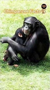Chimpanzee Facts🐒 #animalkingdom #animals #facts #mammals #cinematicwildlife #wildlife