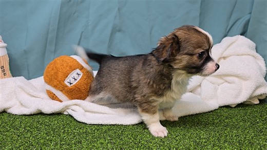 Chihuahua puppy for sale