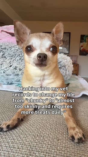 Let’s hope it works! 🤞🏼 - Coco | Coconut The Chihuahua �